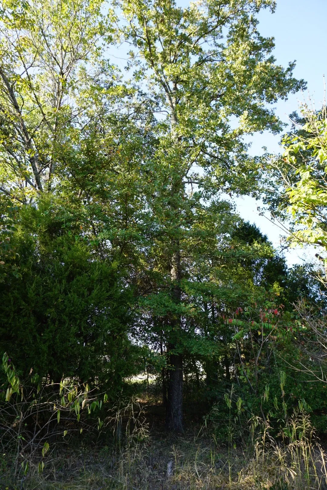 View of nature