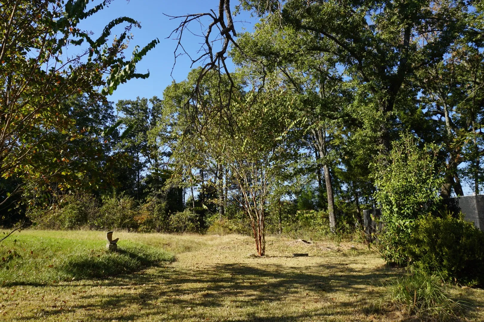 View of local wilderness