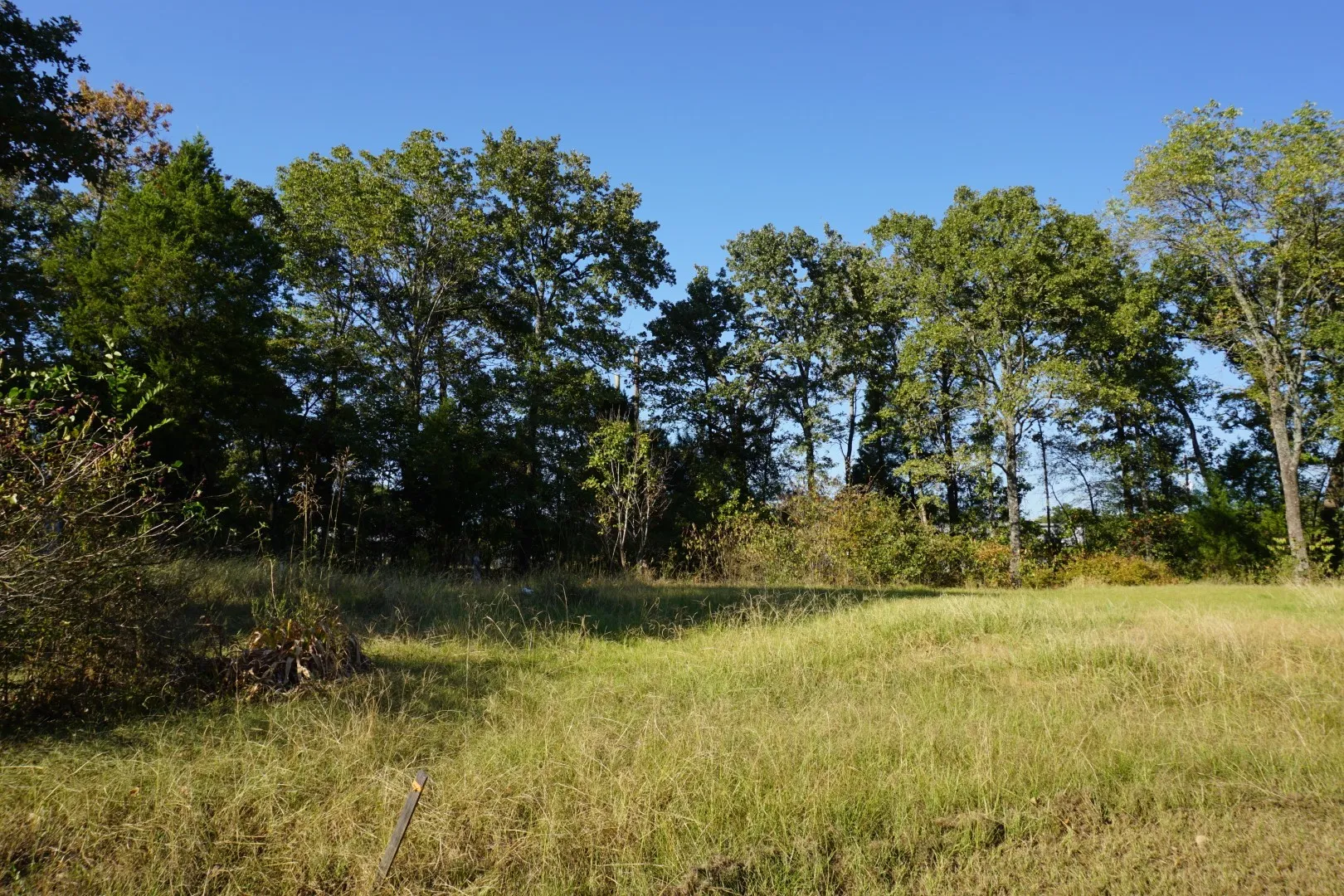 View of local wilderness