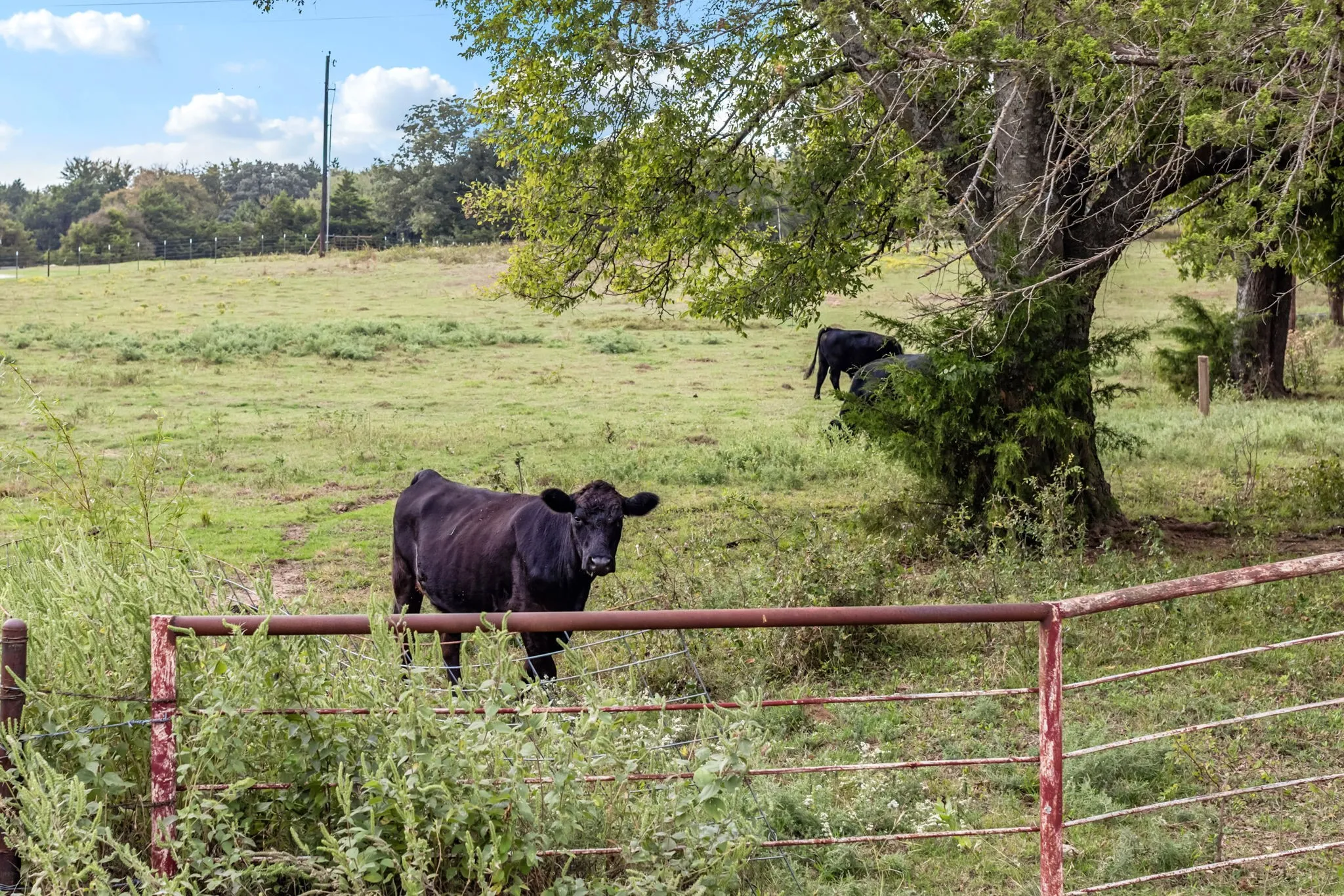 The neighbors are ready for you to mooooove on in!