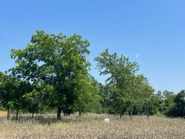 Ranch For Sale in Hamilton County , Lot 24 PR 6332, Hamilton, Texas 76531, 0, 0, Garage spaces, 0 Sqft, built in 0, mls#21414865, Real Estate Agent in Hamilton, Homes For Sale in Hamilton county, Homes For Sale in Hamilton, Realtor in Hamilton Texas, Real Estate Brokerage Independent Realty Texas, Luminita Cordes Realtor