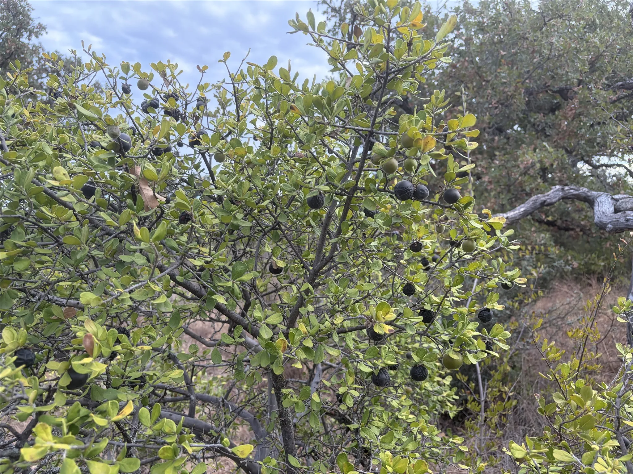 Farm For Sale in San Saba County , 11814 CR 266, Richland Springs, Texas 76871, 3 Bedroom, 2 Bathroom, Garage spaces, 1,344 Sqft, built in 1980, mls#21415143, Real Estate Agent in Richland Springs, Homes For Sale in San Saba county, Homes For Sale in Richland Springs, Realtor in Richland Springs Texas, Real Estate Brokerage Independent Realty Texas, Luminita Cordes Realtor