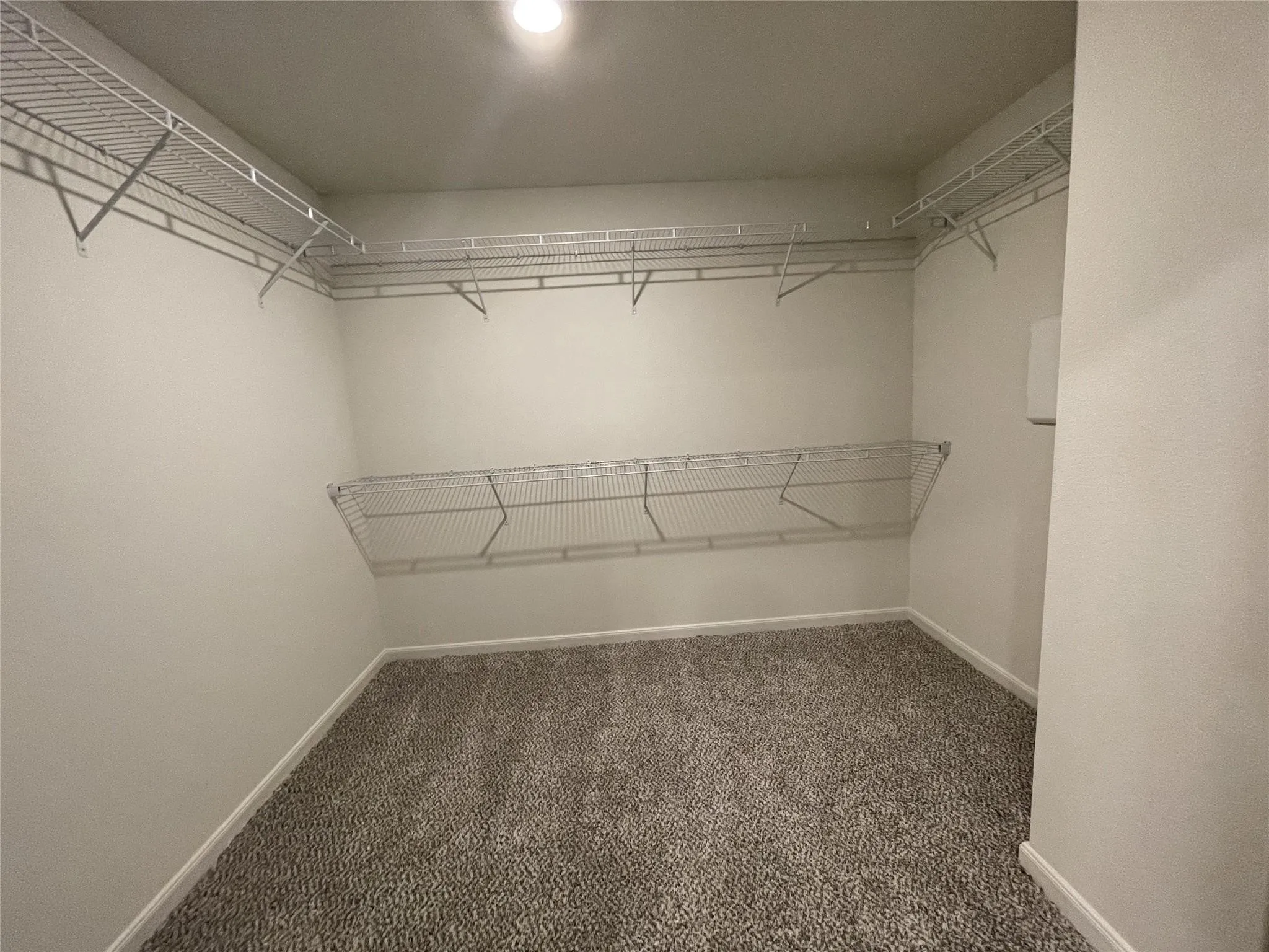 Walk-in closet featuring wall-to-wall carpeting and tiered white wire shelving