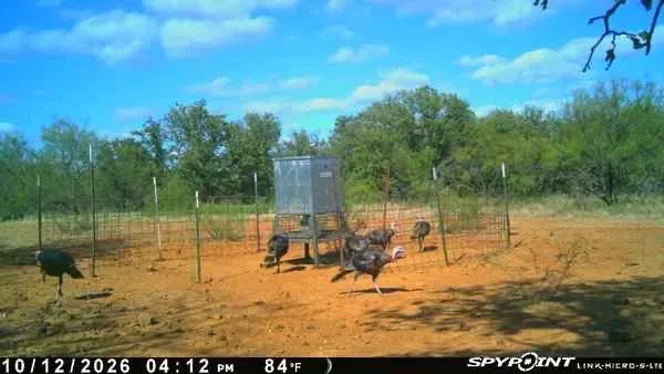 Ranch For Sale in Young County , 0000 Kramer Road, Graham, Texas 76450, 0, 0, Garage spaces, 0 Sqft, built in 0, mls#21419160, Real Estate Agent in Graham, Homes For Sale in Young county, Homes For Sale in Graham, Realtor in Graham Texas, Real Estate Brokerage Independent Realty Texas, Luminita Cordes Realtor