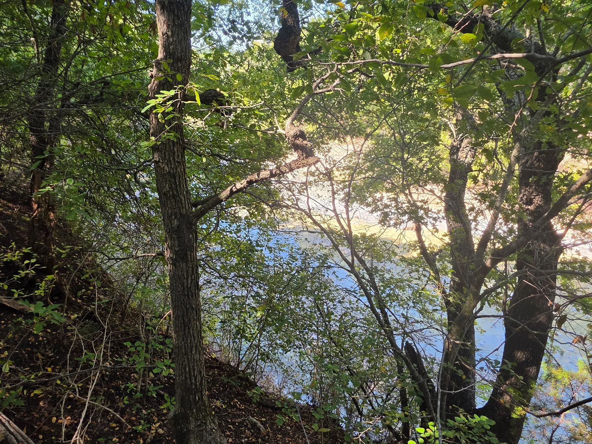 Wooded terrain featuring mature trees and riparian access