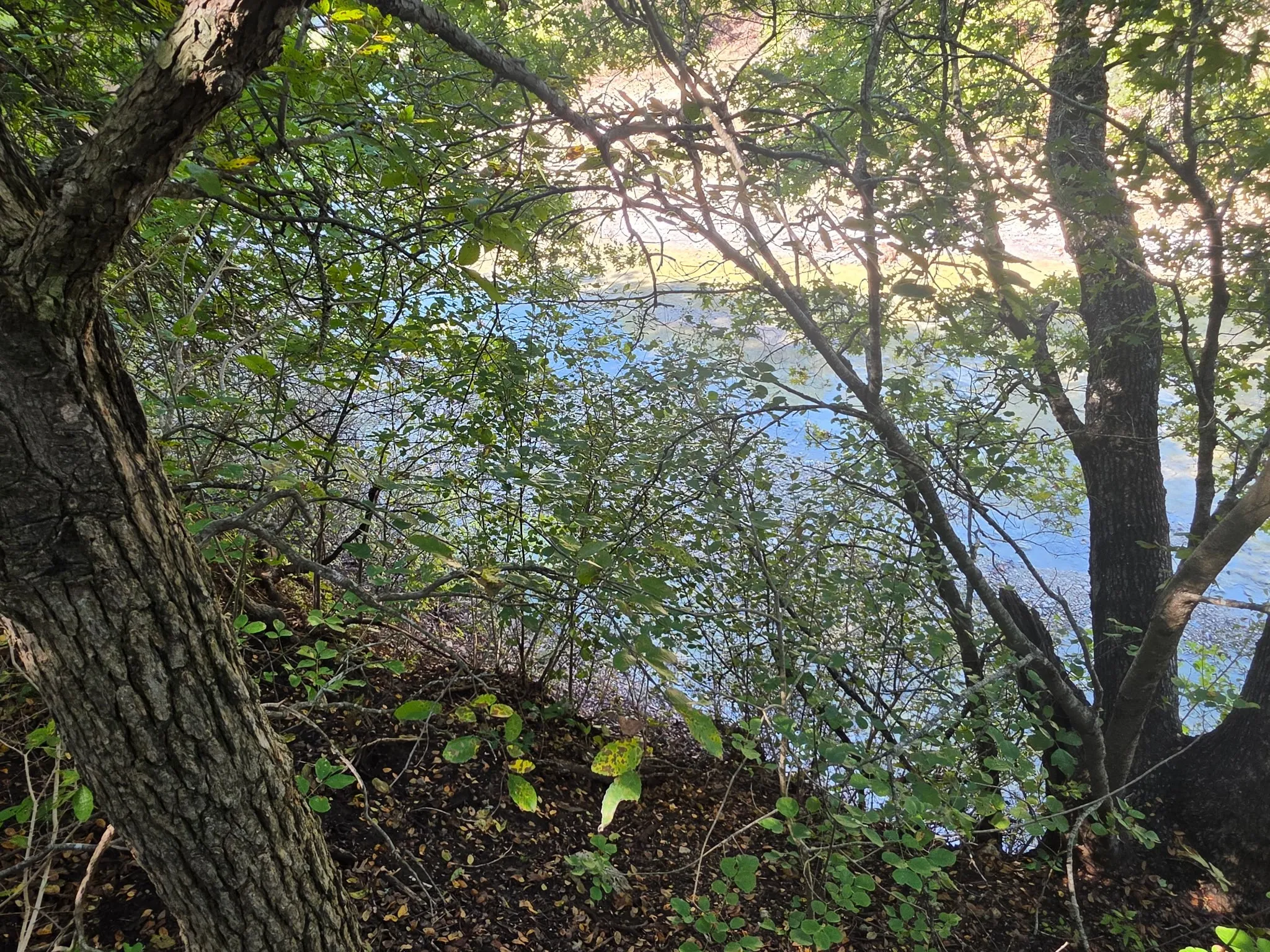 Natural wooded grounds featuring mature trees and direct access to a body of water