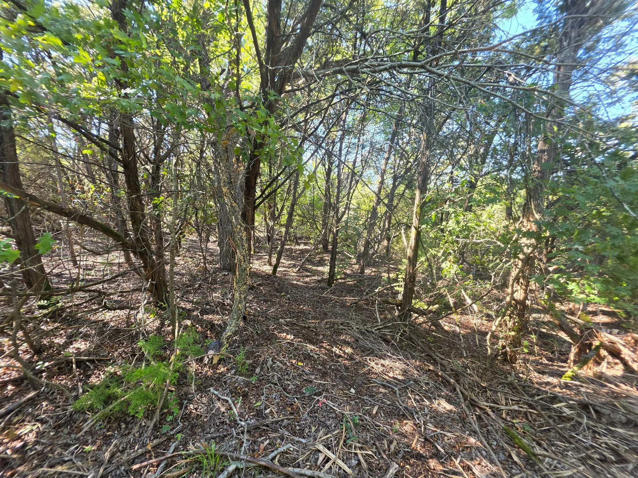 Sloped lot featuring established deciduous and evergreen trees with natural ground cover