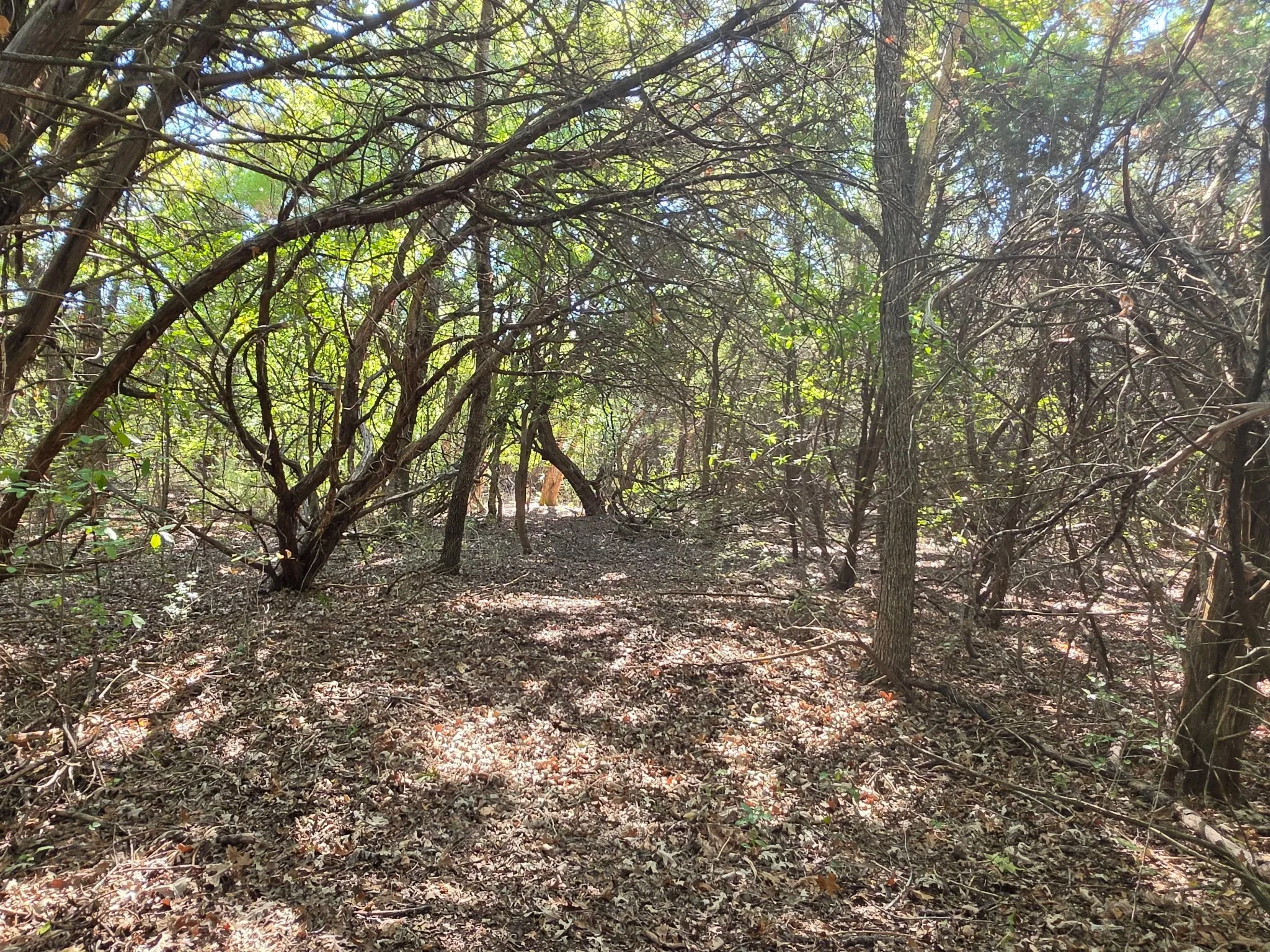 Wooded landscape featuring mature deciduous trees and natural leaf-covered terrain