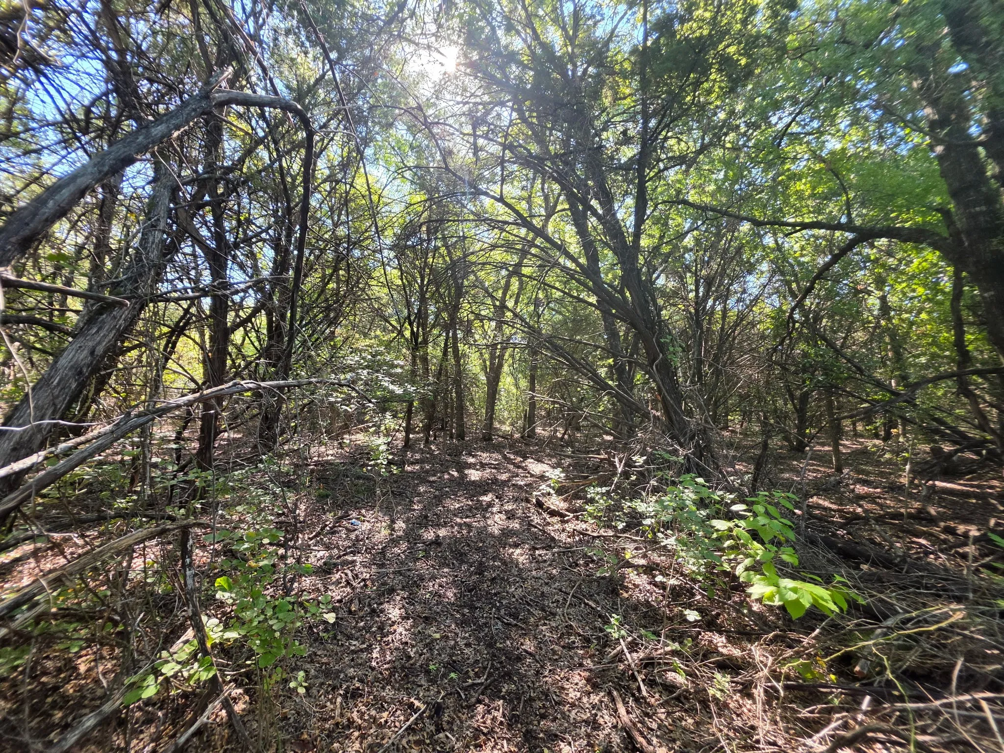 Wooded landscape featuring a variety of mature deciduous and evergreen trees, natural ground cover, and dense forest canopy