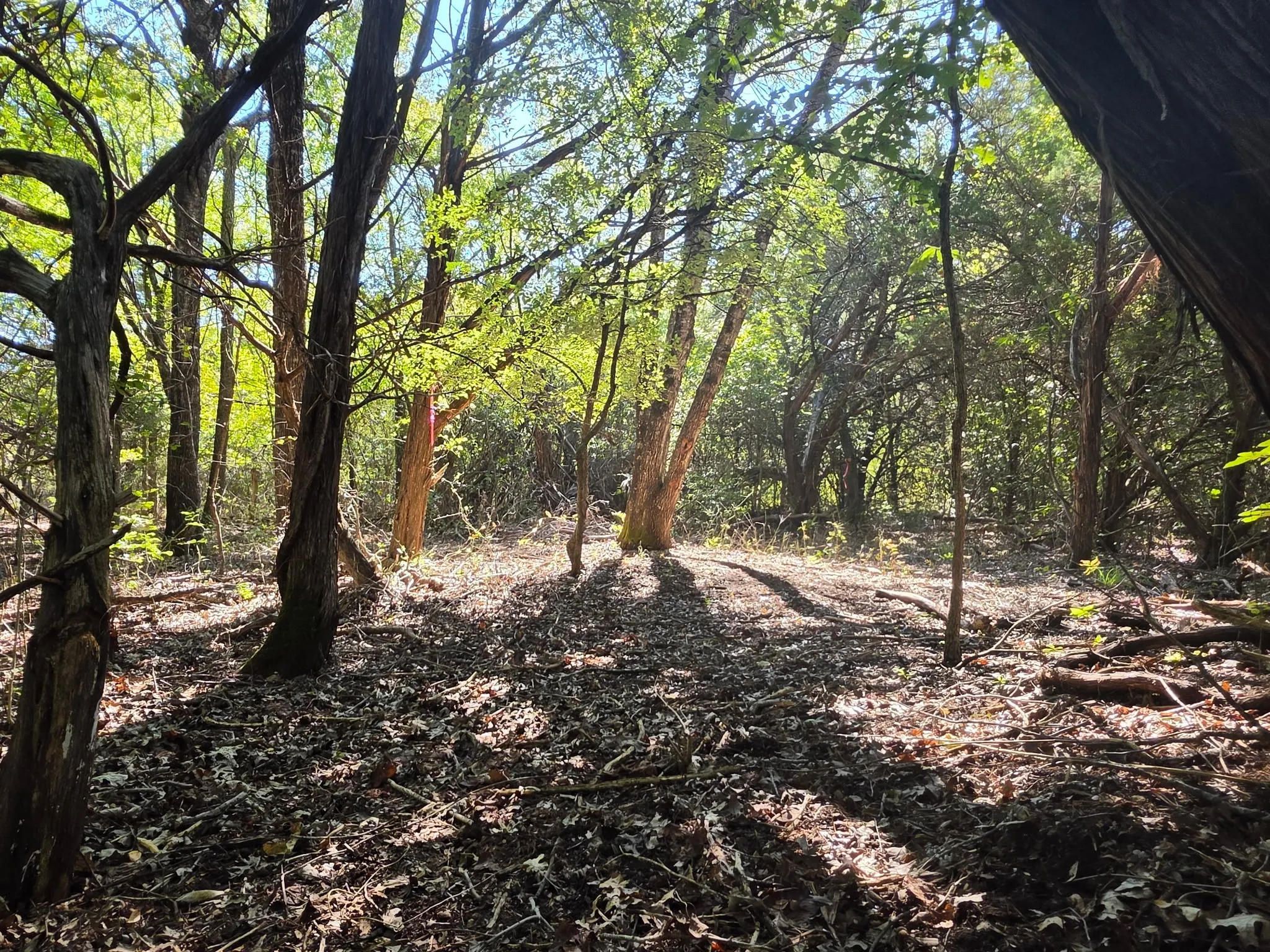 Wooded grounds featuring mature trees and natural landscape