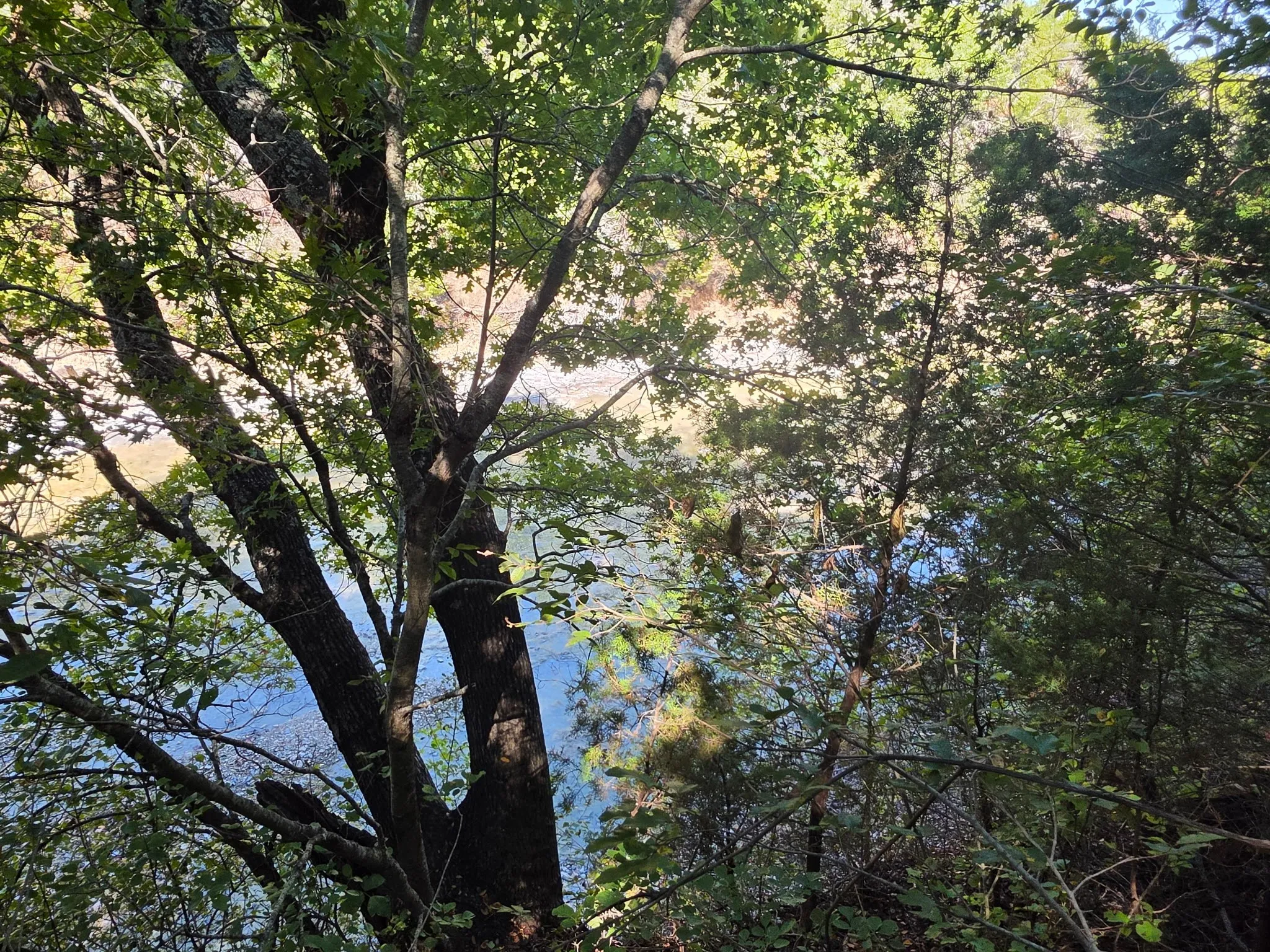 Natural waterfront setting featuring mature deciduous trees and a rocky shoreline