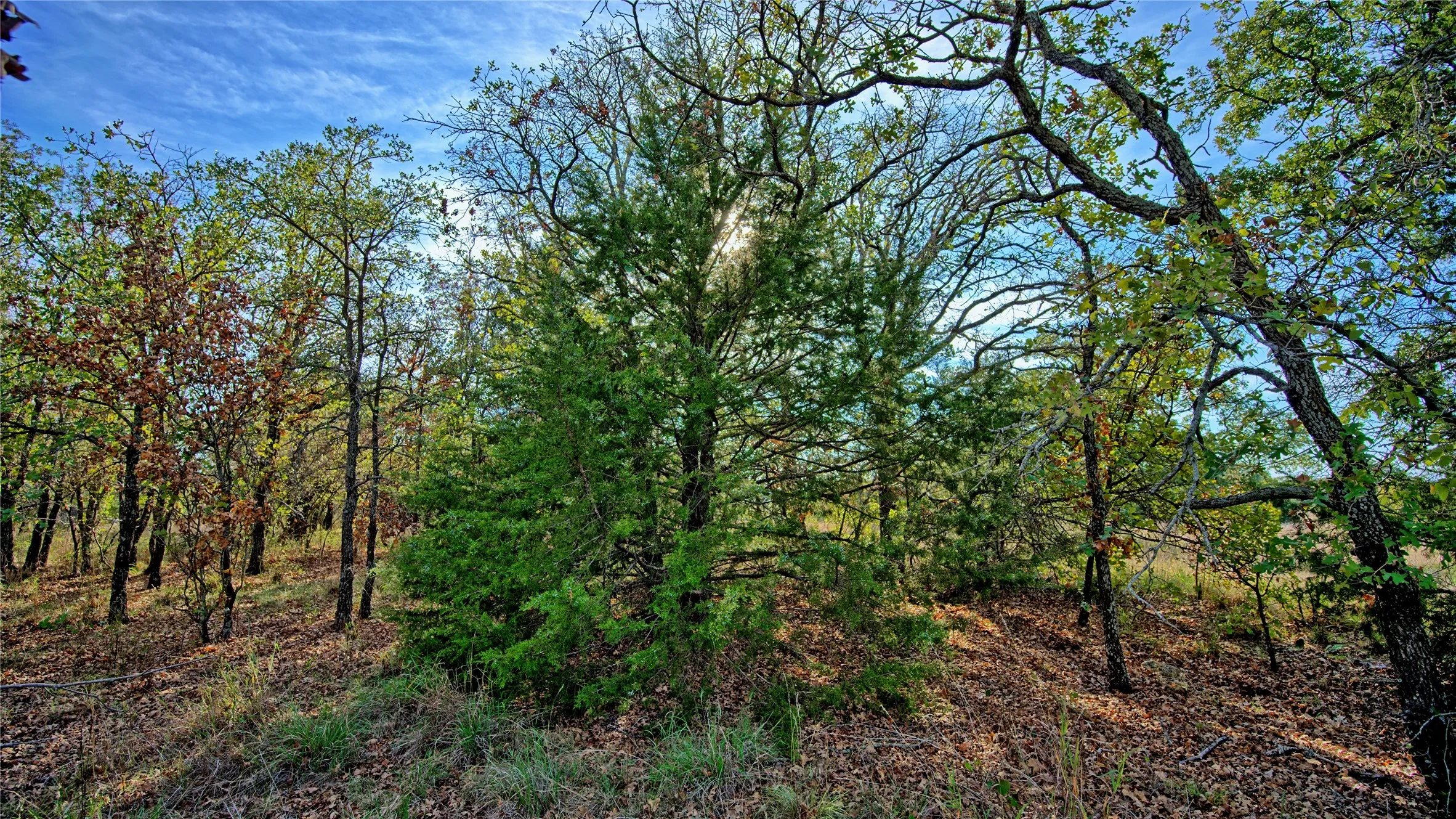 Unimproved Land For Sale in Montague County , Lot 77 Red Oak Hills Road, Nocona, Texas 76255, 0, 0, Garage spaces, 0 Sqft, built in 0, mls#21420809, Real Estate Agent in Nocona, Homes For Sale in Montague county, Homes For Sale in Nocona, Realtor in Nocona Texas, Real Estate Brokerage Independent Realty Texas, Luminita Cordes Realtor
