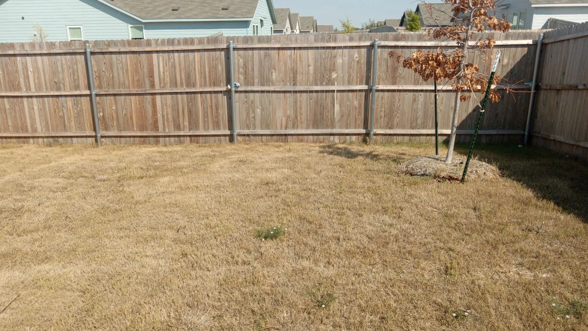 Backyard area featuring a full-perimeter wood fence and a young tree