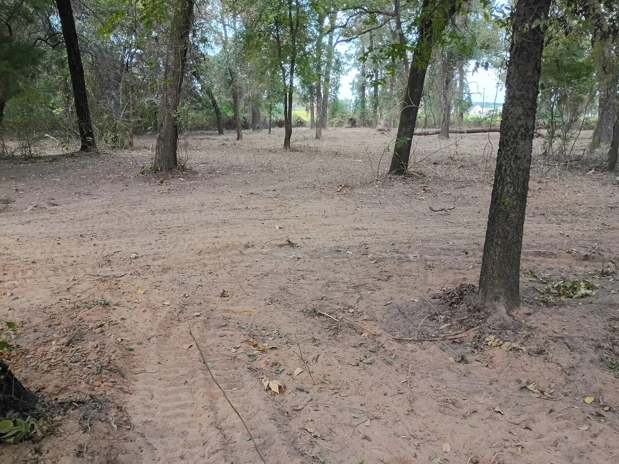 Cleared parcel featuring natural sand substrate and established mature hardwood trees