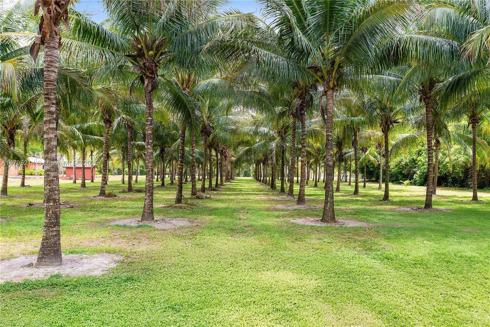 Coconut palm tree grove