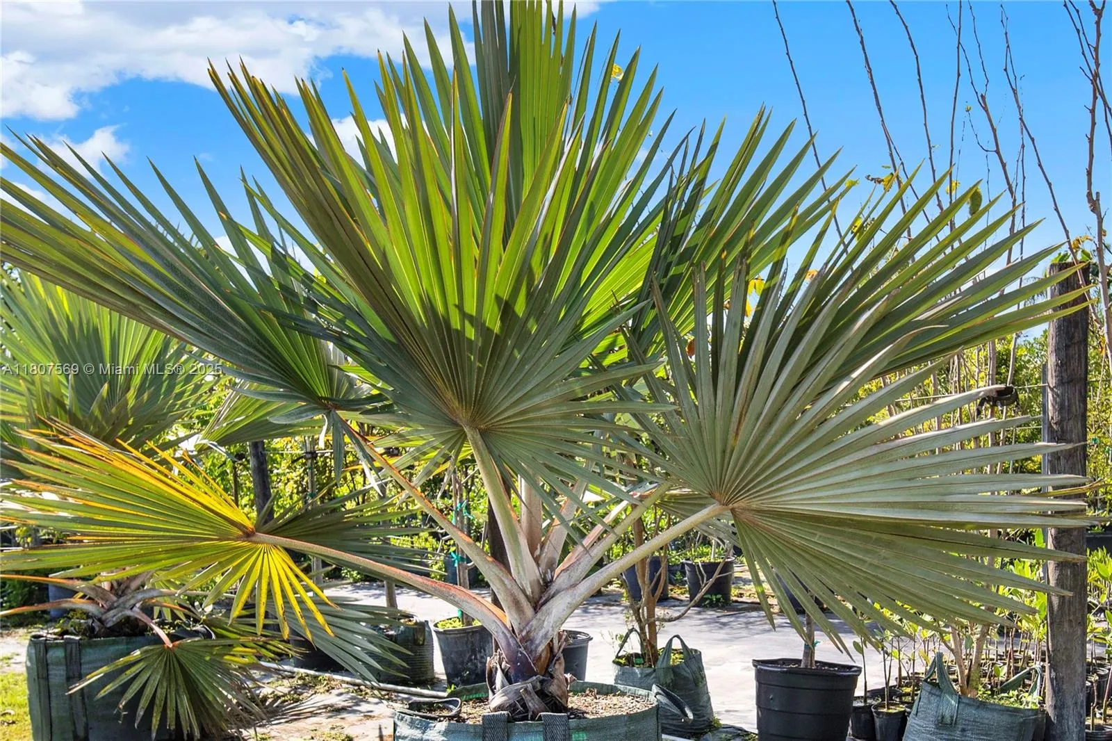 22401 Sw 130 Ave, Miami, Florida 33170, Miami, Florida 33170, ,Business Opportunity,For Sale,22401 Sw 130 Ave, Miami, Florida 33170,A11807569