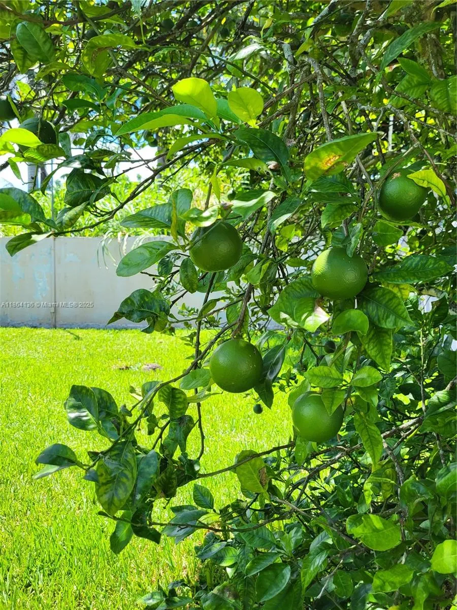 Lime tree