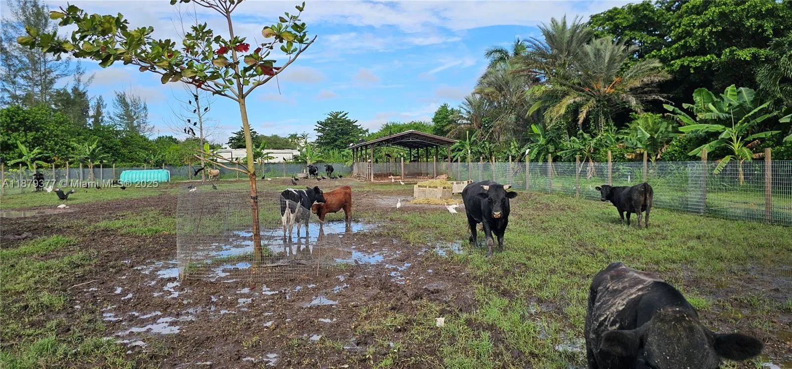 12600 Sw 199 Ave, Miami, Florida 33196, Miami, Florida 33196, ,Land,For Sale,12600 Sw 199 Ave, Miami, Florida 33196,A11879377