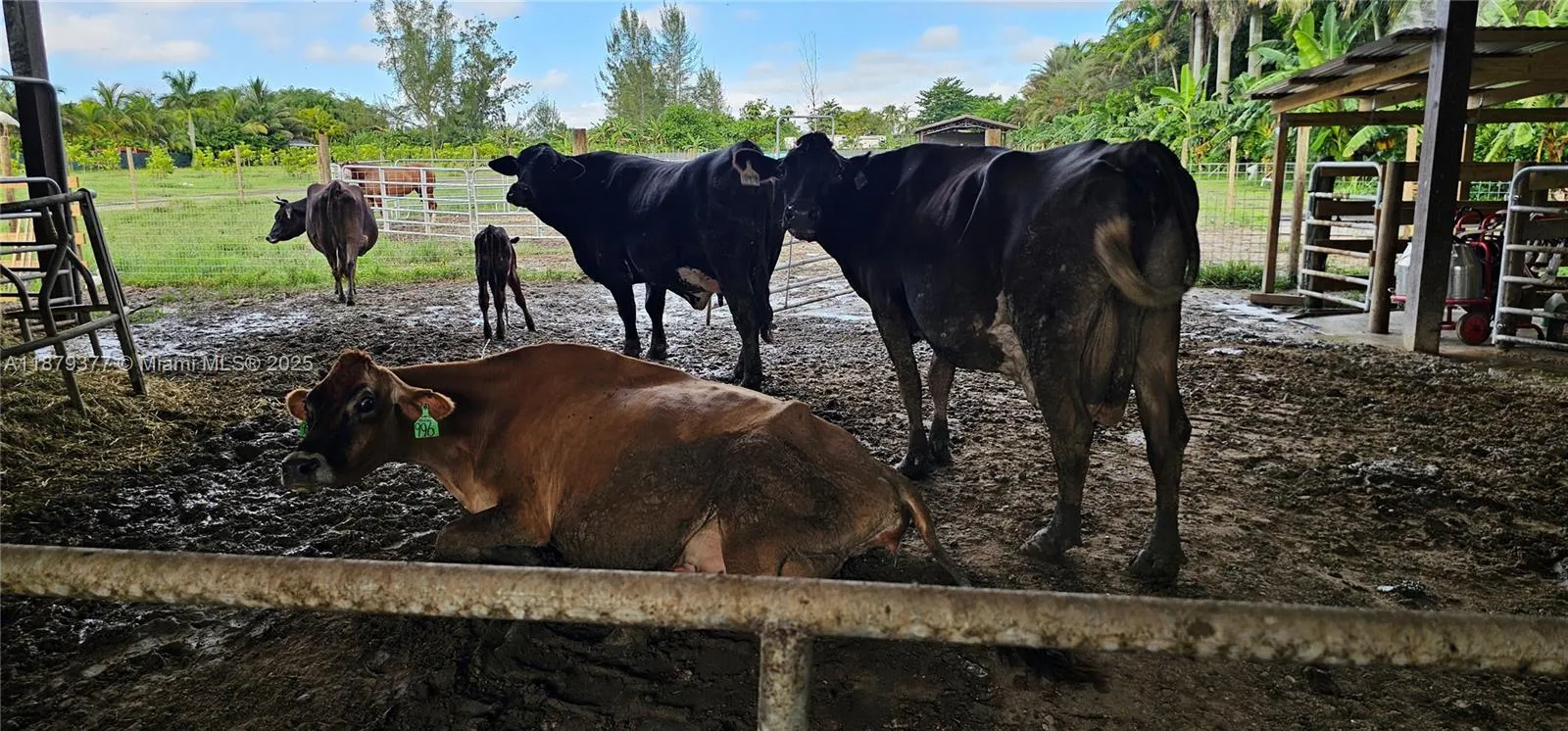 12600 Sw 199 Ave, Miami, Florida 33196, Miami, Florida 33196, ,Land,For Sale,12600 Sw 199 Ave, Miami, Florida 33196,A11879377