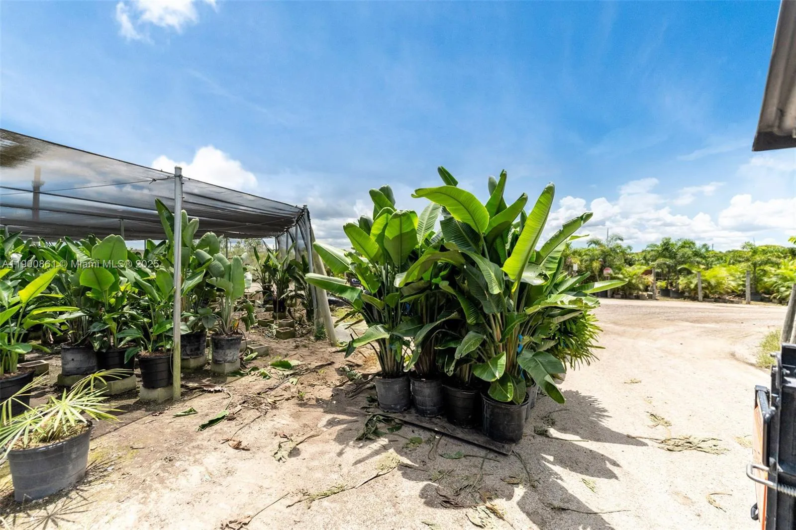 TURNKEY WITH ASSORTMENT OF PLANTS