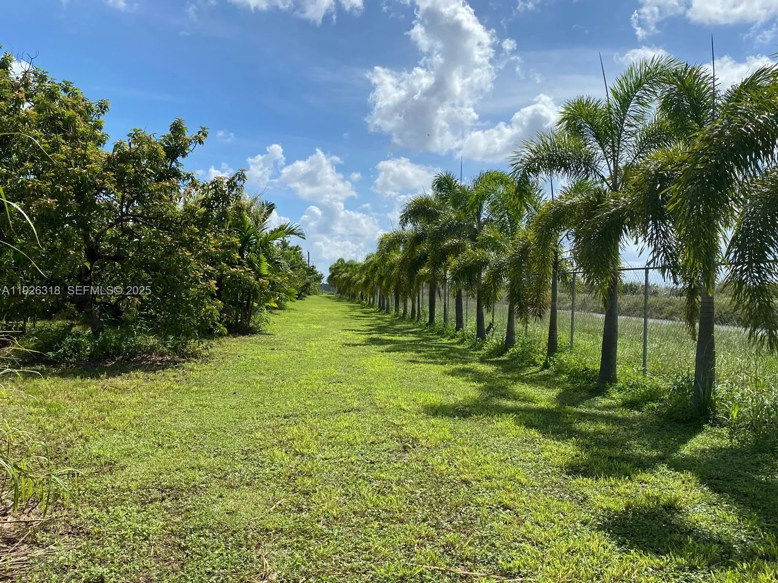 Fenced and lined with palm trees around perimeter.