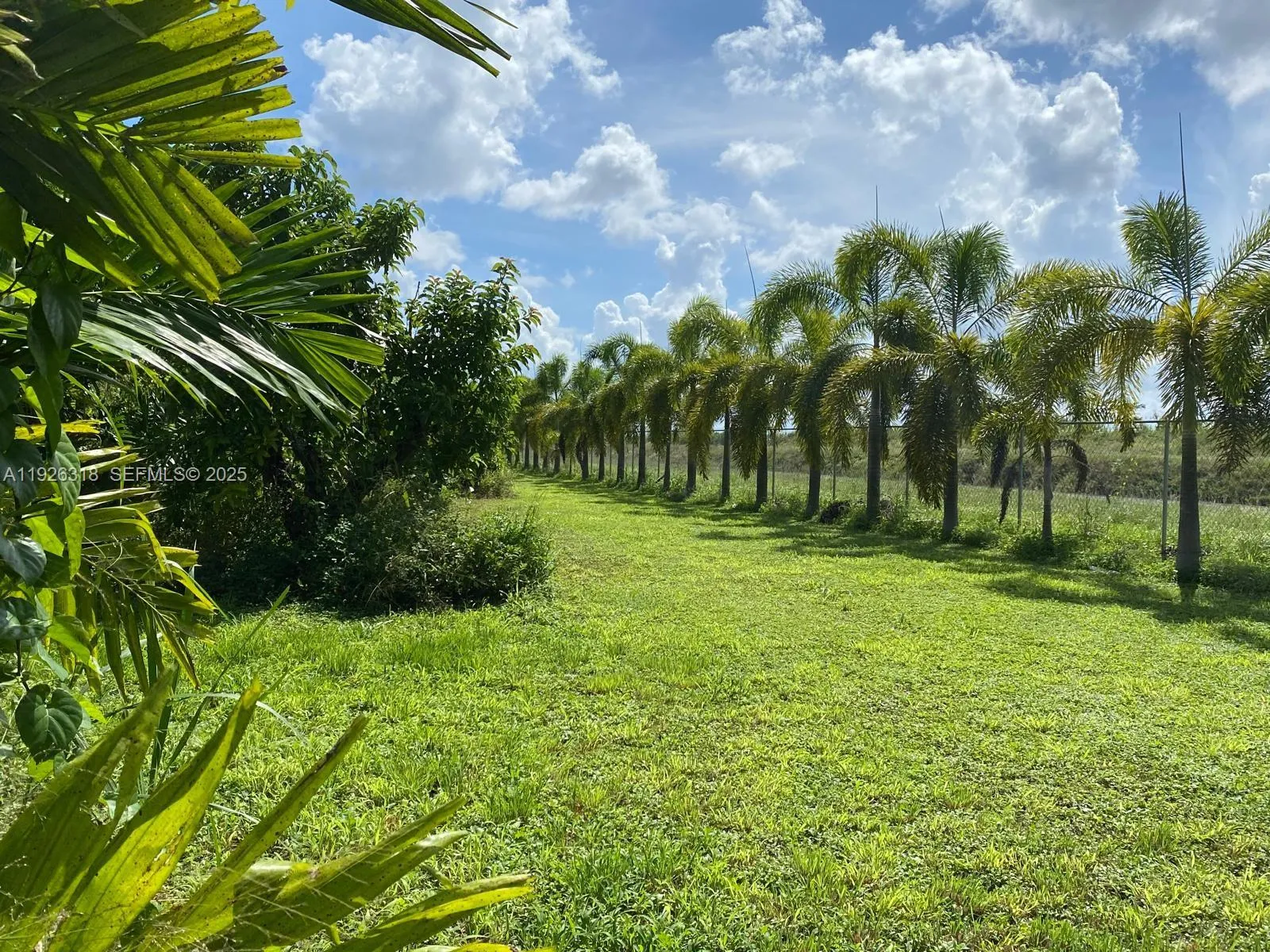 Fenced and lined with palm trees around perimeter.