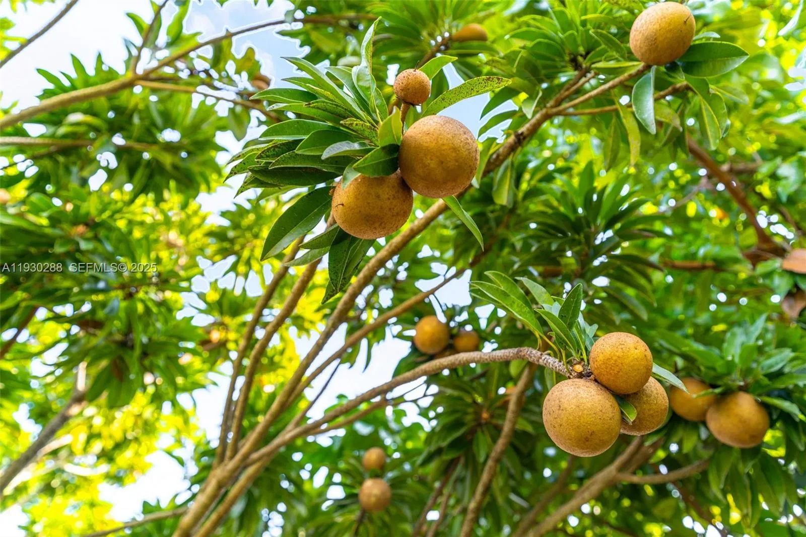 16020 Sw 208th Ave, Miami, Florida 33187, Miami, Florida 33187, ,Residential Income,For Sale,16020 Sw 208th Ave, Miami, Florida 33187,A11930288