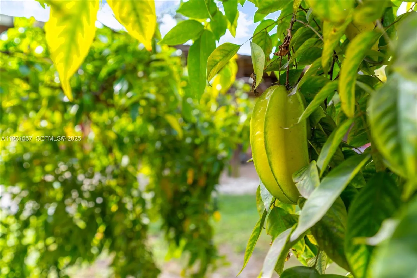 16020 Sw 208th Ave, Miami, Florida 33187, Miami, Florida 33187, ,Land,For Sale,16020 Sw 208th Ave, Miami, Florida 33187,A11931557