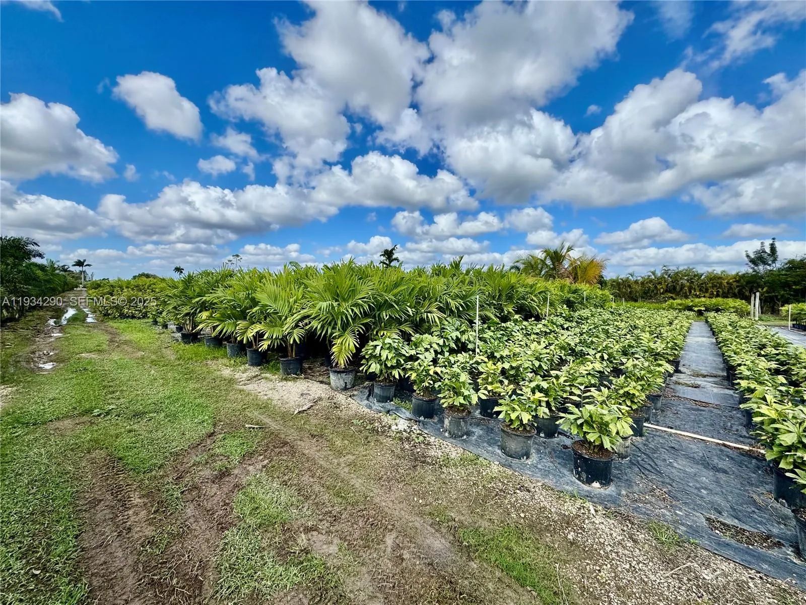 32800 Sw 202nd Ave, Homestead, Florida 33034, Homestead, Florida 33034, ,Land,For Sale,32800 Sw 202nd Ave, Homestead, Florida 33034,A11934290