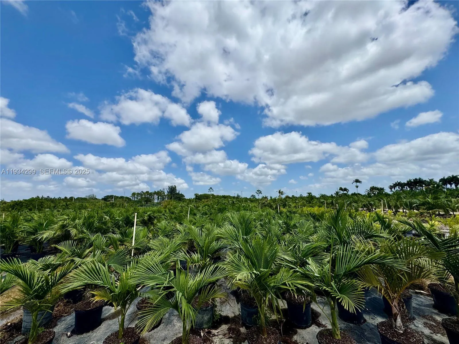 32800 Sw 202nd Ave, Homestead, Florida 33034, Homestead, Florida 33034, ,Land,For Sale,32800 Sw 202nd Ave, Homestead, Florida 33034,A11934299