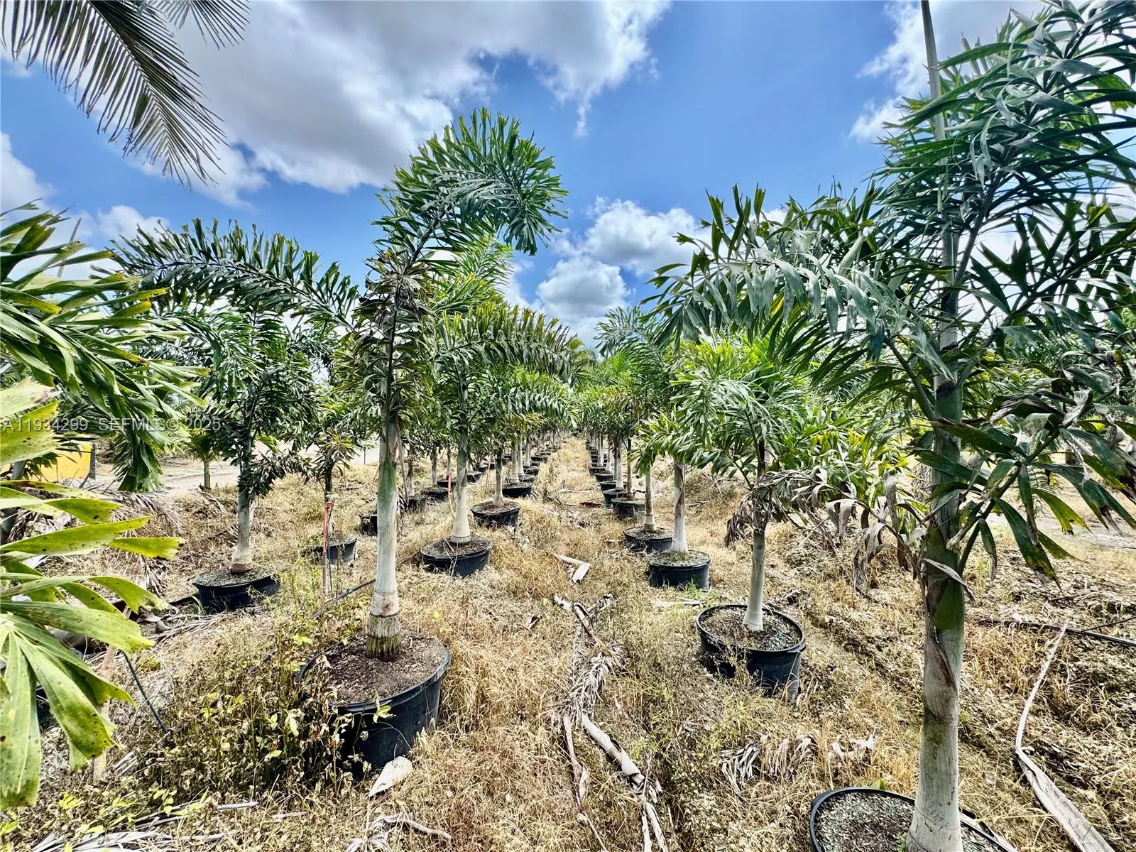 32800 Sw 202nd Ave, Homestead, Florida 33034, Homestead, Florida 33034, ,Land,For Sale,32800 Sw 202nd Ave, Homestead, Florida 33034,A11934299