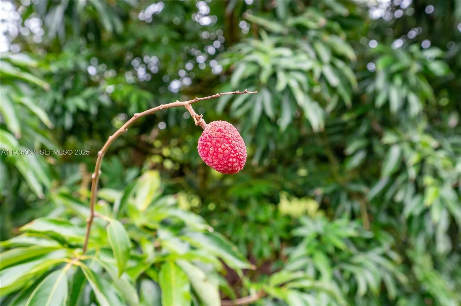 24350 Sw 182nd Ave, Florida 33031, Miami, Florida 33031, ,Commercial Lease,For Rent,24350 Sw 182nd Ave, , Florida 33031,A11936063