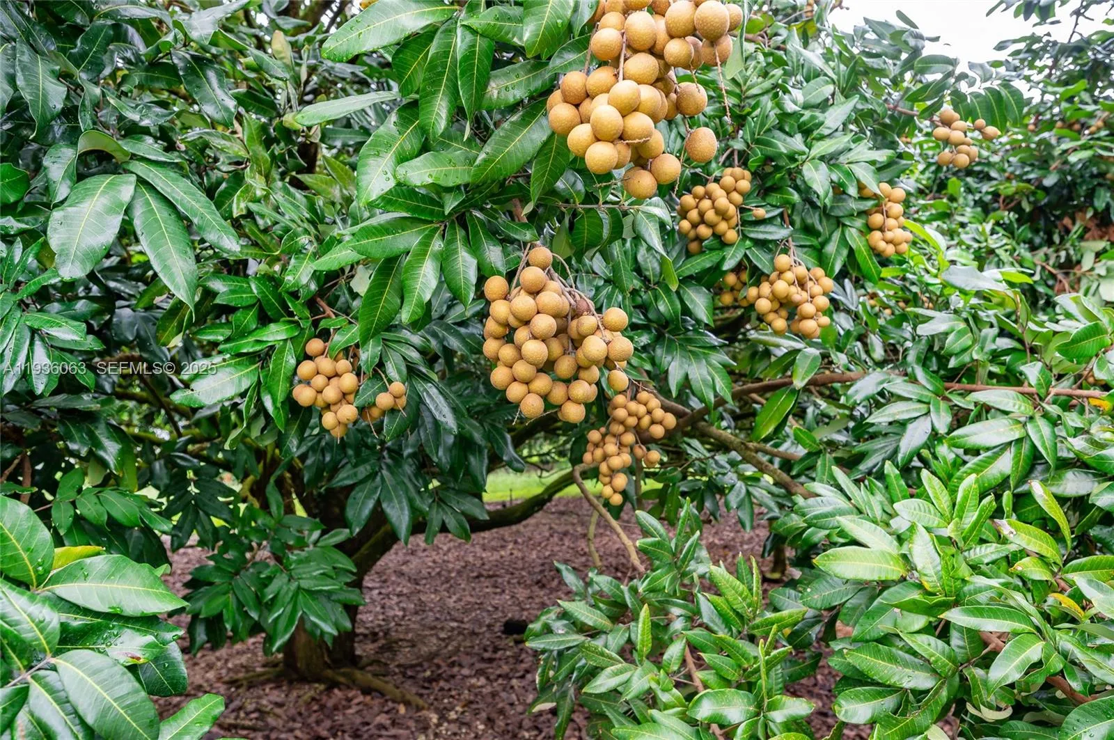 24350 Sw 182nd Ave, Florida 33031, Miami, Florida 33031, ,Commercial Lease,For Rent,24350 Sw 182nd Ave, , Florida 33031,A11936063