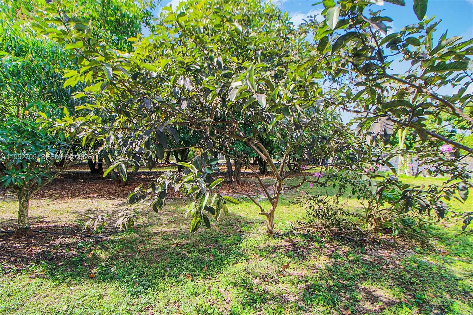 37225 Sw 214th Ave, Homestead, Florida 33034, Homestead, Florida 33034, 3 Bedrooms Bedrooms, ,2 BathroomsBathrooms,Residential,For Sale,37225 Sw 214th Ave, Homestead, Florida 33034,A11952705