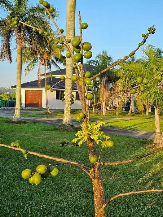 20520 Sw 190th St, Miami, Florida 33187, Miami, Florida 33187, 4 Bedrooms Bedrooms, ,3 BathroomsBathrooms,Residential,For Sale,20520 Sw 190th St, Miami, Florida 33187,A11958742