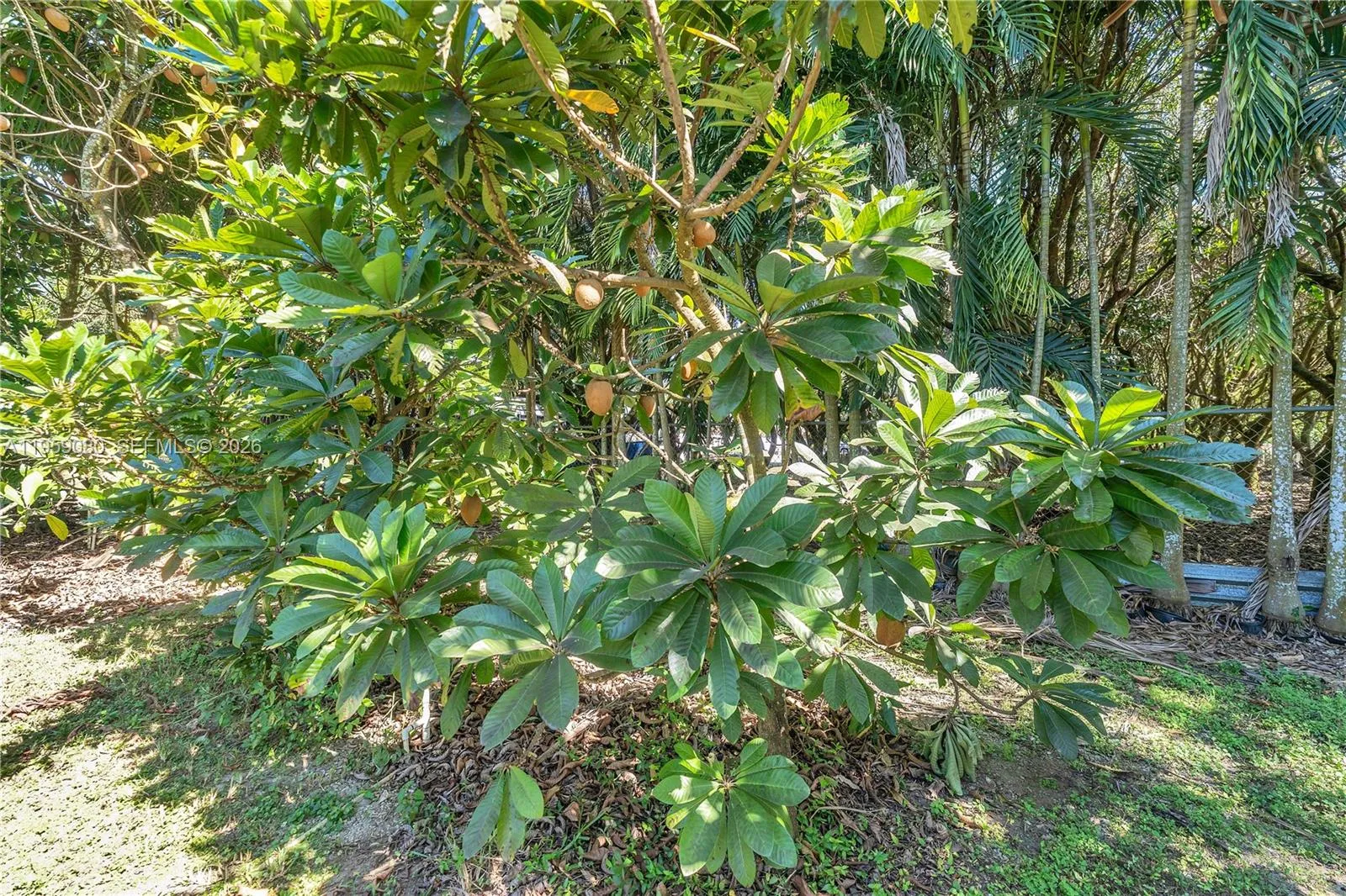 19225 Sw 186th St, Miami, Florida 33187, Miami, Florida 33187, 4 Bedrooms Bedrooms, ,3 BathroomsBathrooms,Residential,For Sale,19225 Sw 186th St, Miami, Florida 33187,A11959080