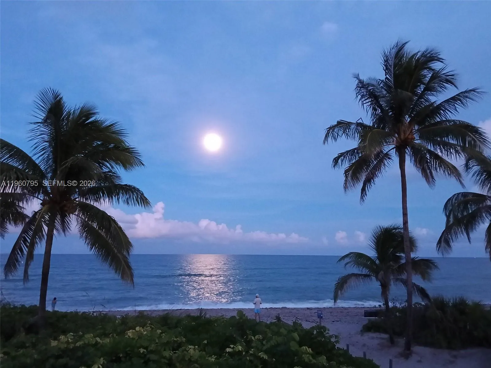 Ocean View (Moonlight)