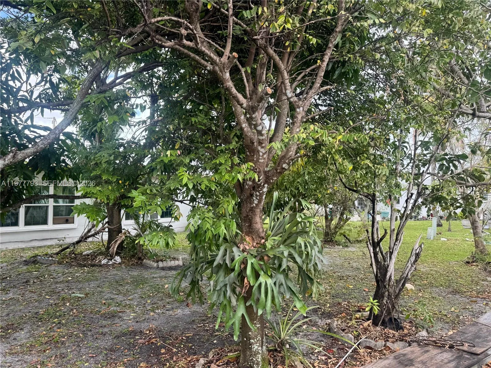 YARD