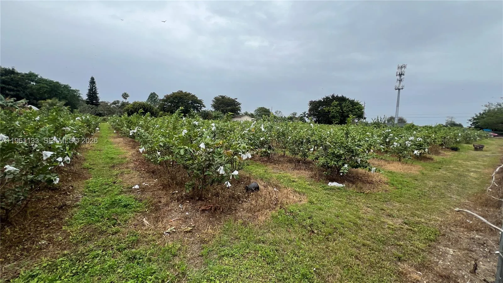 Unincorporated Dade, Florida 33187, ,Land,For Sale,A11961133