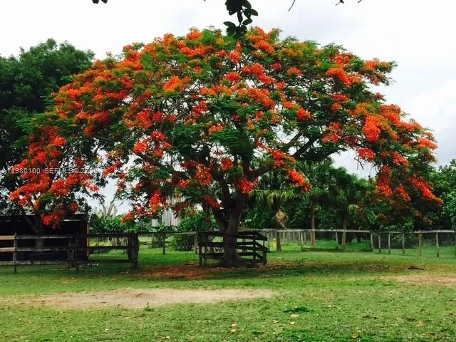 THE PROPERTY IN BLOOM