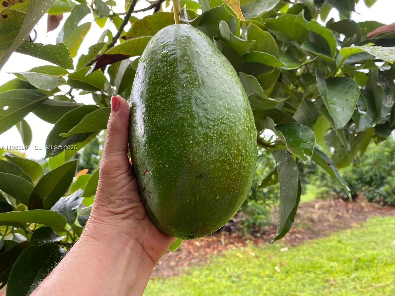 Matured avocado trees