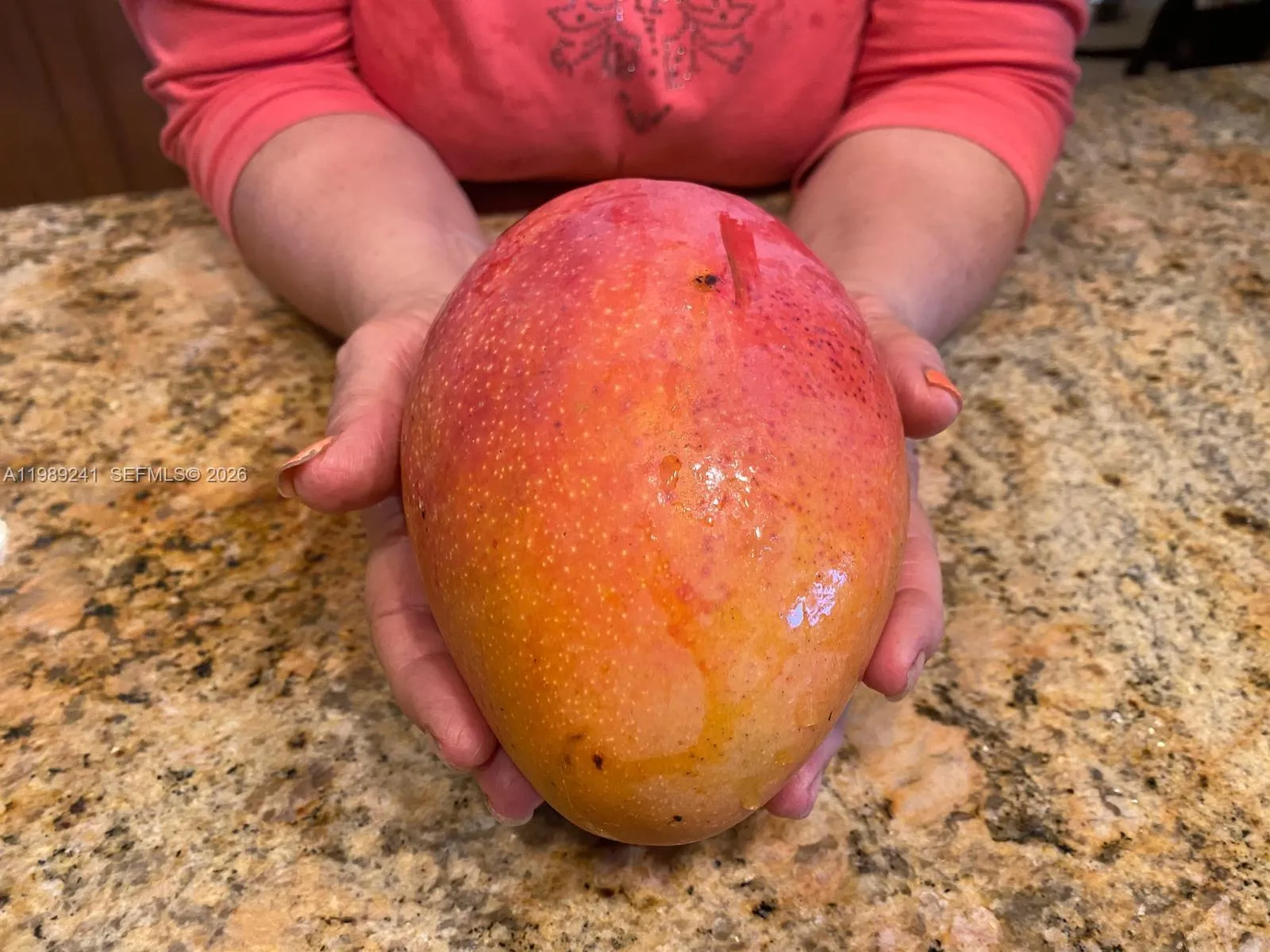 Matured mango trees