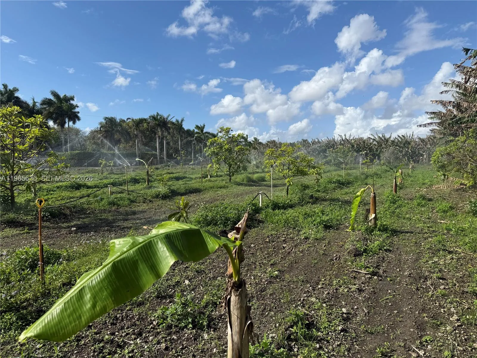 16455 Sw 207, Miami, Florida 33187, Miami, Florida 33187, ,Land,For Sale,16455 Sw 207, Miami, Florida 33187,A11985636 16455 Sw 207, Miami, Florida 33187, Miami, Florida 33187, ,Land,For Sale,16455 Sw 207, Miami, Florida 33187,A11985636