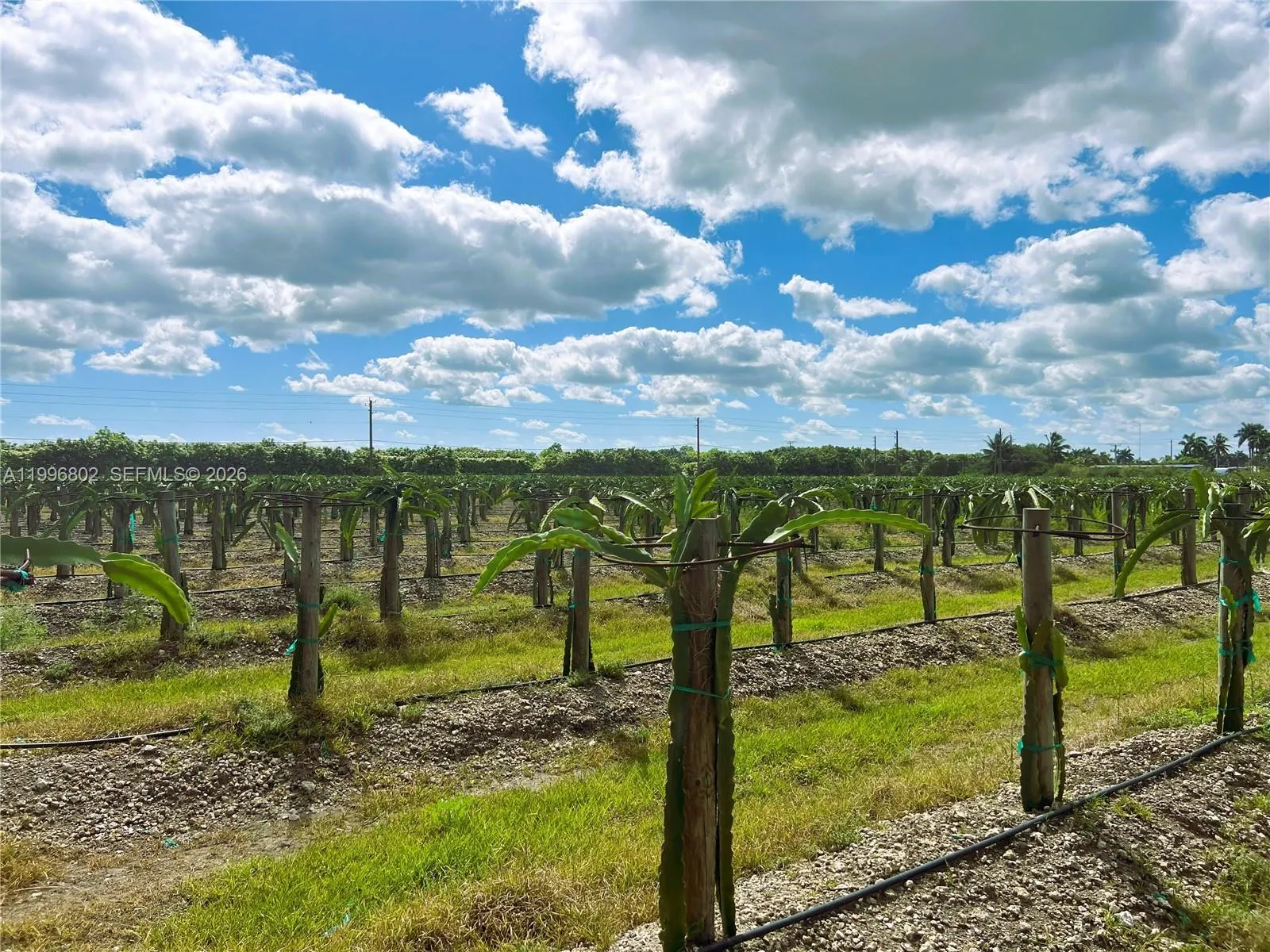 152xx Sw 197th Ave, Miami, Florida 33196, Miami, Florida 33196, ,Land,For Sale,152xx Sw 197th Ave, Miami, Florida 33196,A11996802