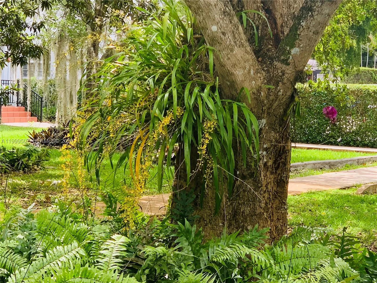 Front yard