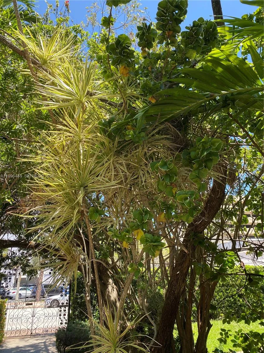 40 Almeria Ave 16, Coral Gables, Florida 33134, Coral Gables, Florida 33134, 1 Bedroom Bedrooms, ,1 BathroomBathrooms,Residential Lease,For Rent,40 Almeria Ave 16, Coral Gables, Florida 33134,A11996488