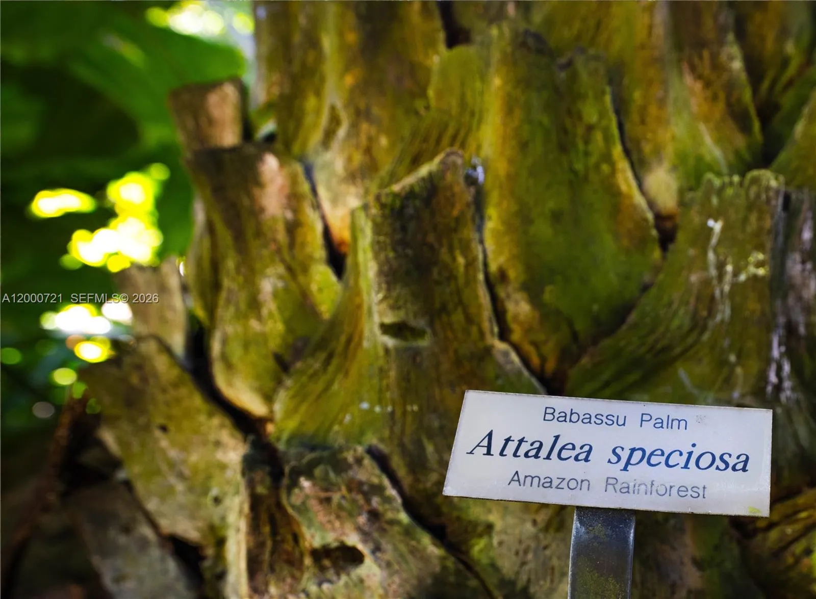 4867 Sw 82nd St, Miami, Florida 33143, Miami, Florida 33143, ,Land,For Sale,4867 Sw 82nd St, Miami, Florida 33143,A12000721