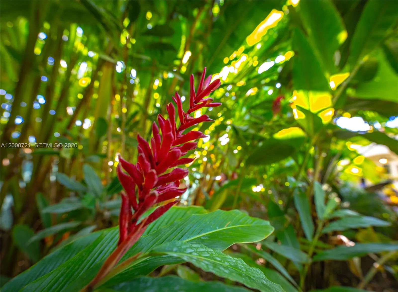 4867 Sw 82nd St, Miami, Florida 33143, Miami, Florida 33143, ,Land,For Sale,4867 Sw 82nd St, Miami, Florida 33143,A12000721