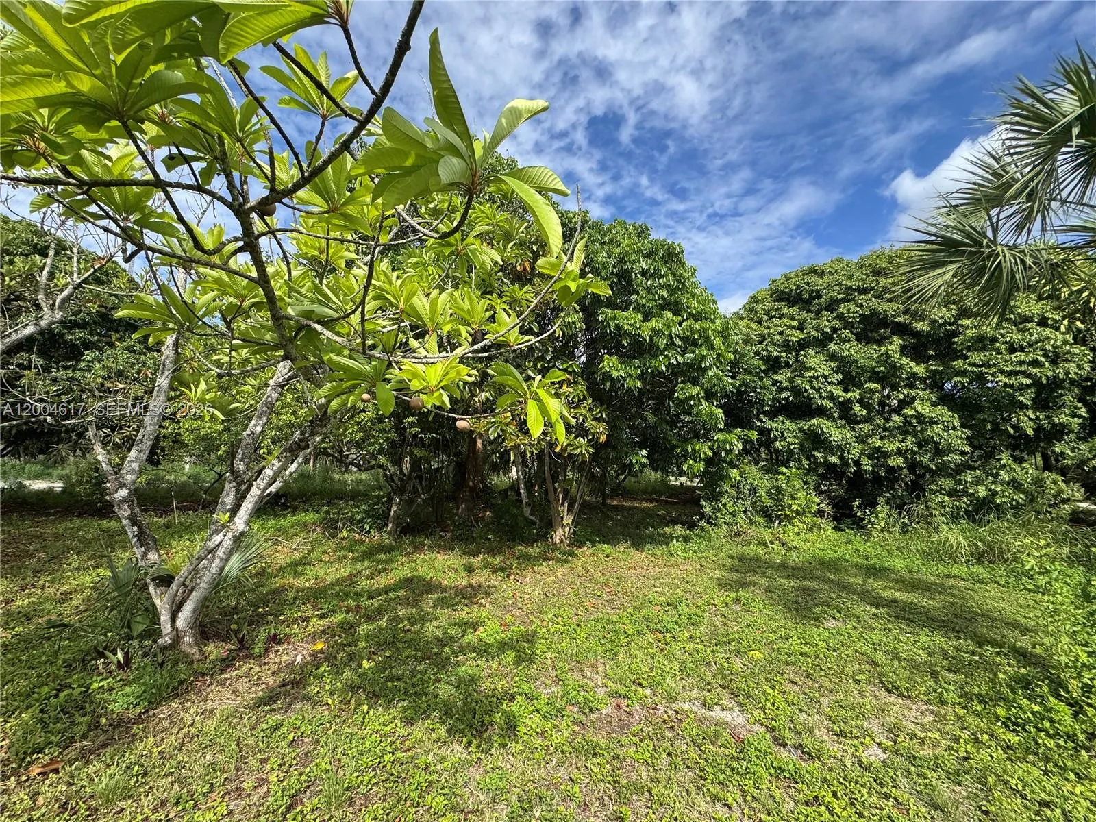 24000 Sw 167th Ave, Homestead, Florida 33031, Homestead, Florida 33031, 7 Bedrooms Bedrooms, ,4 BathroomsBathrooms,Residential,For Sale,24000 Sw 167th Ave, Homestead, Florida 33031,A12004617