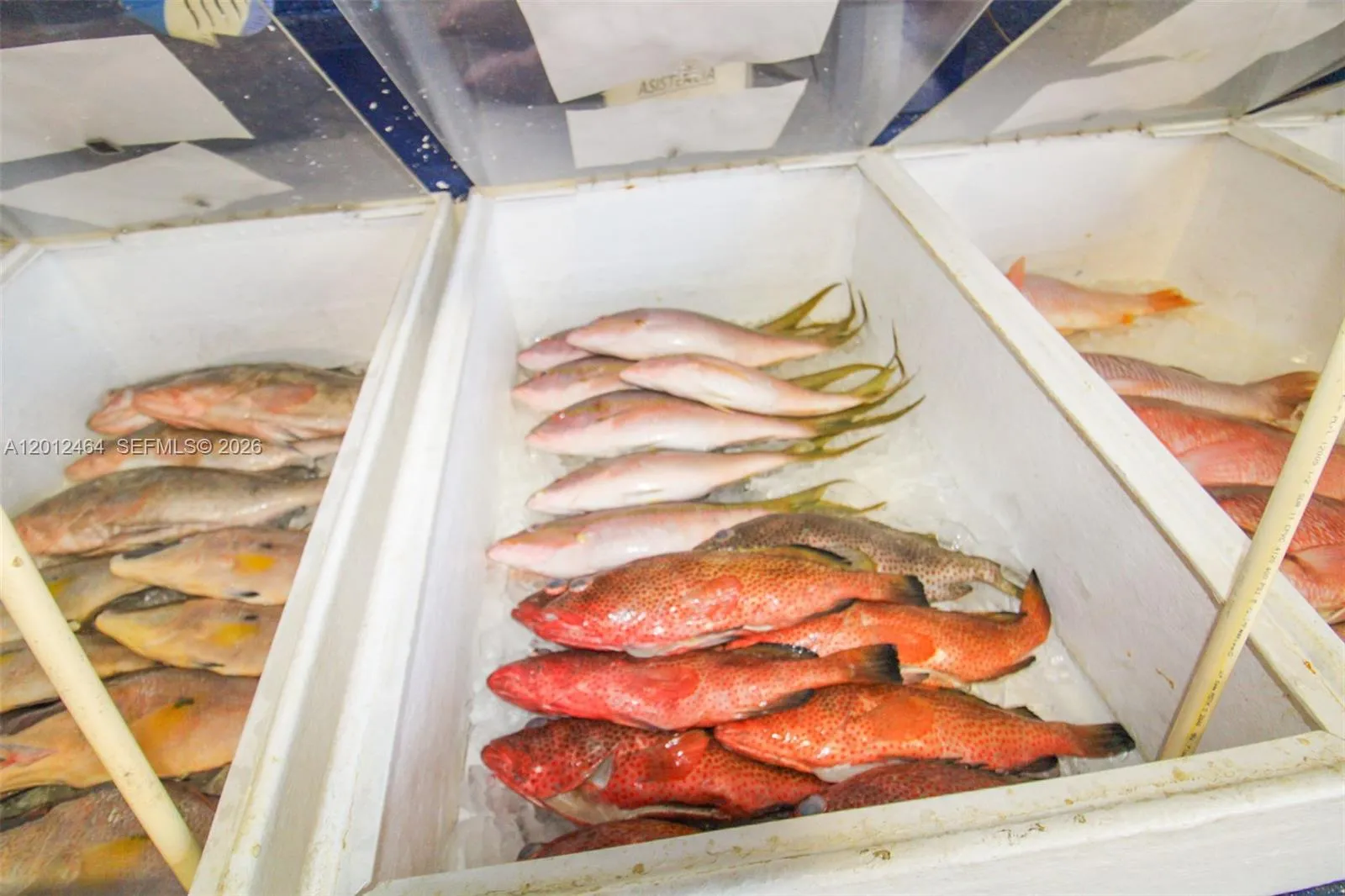 Fish